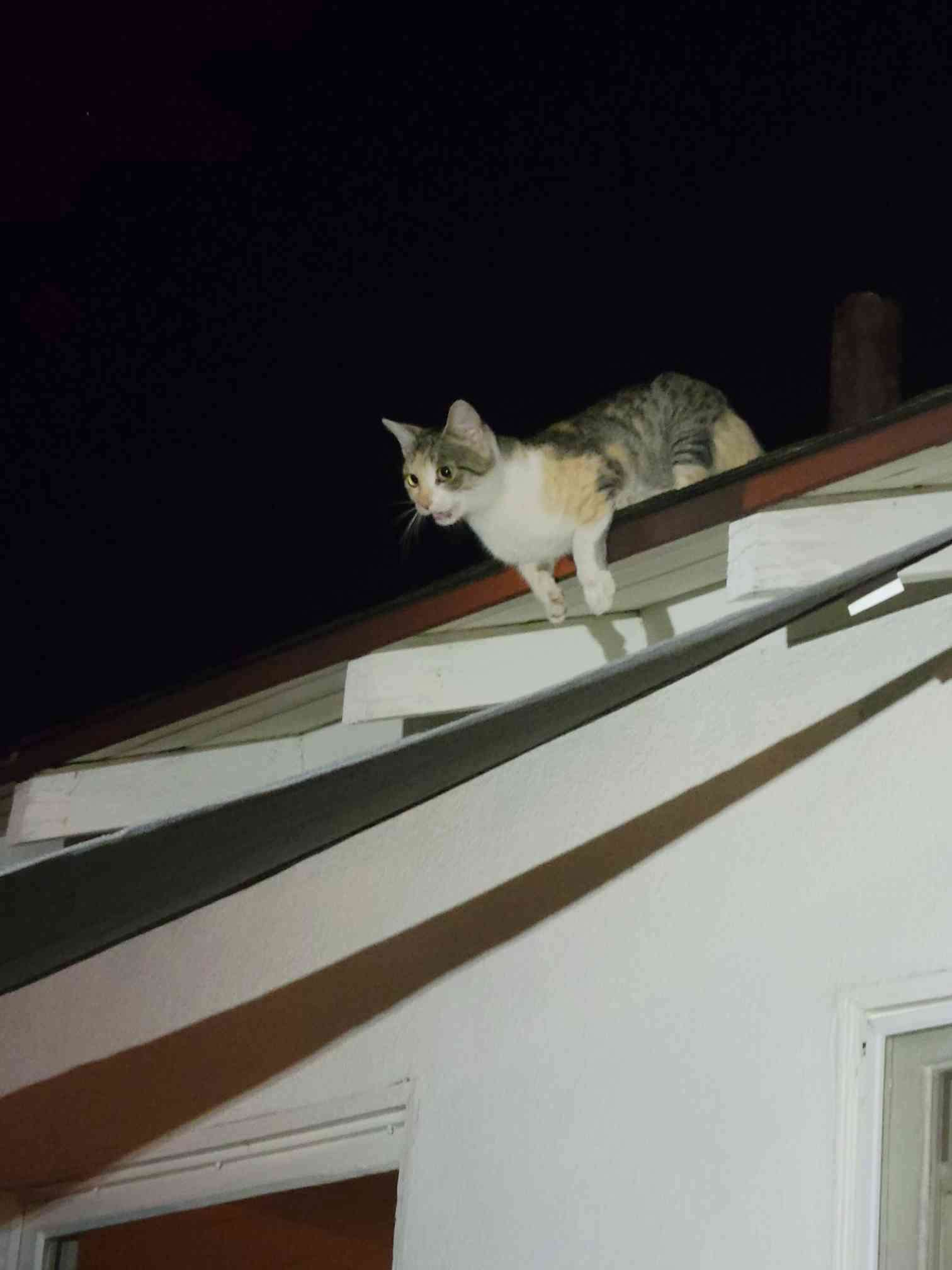 10/13 calli on the roof