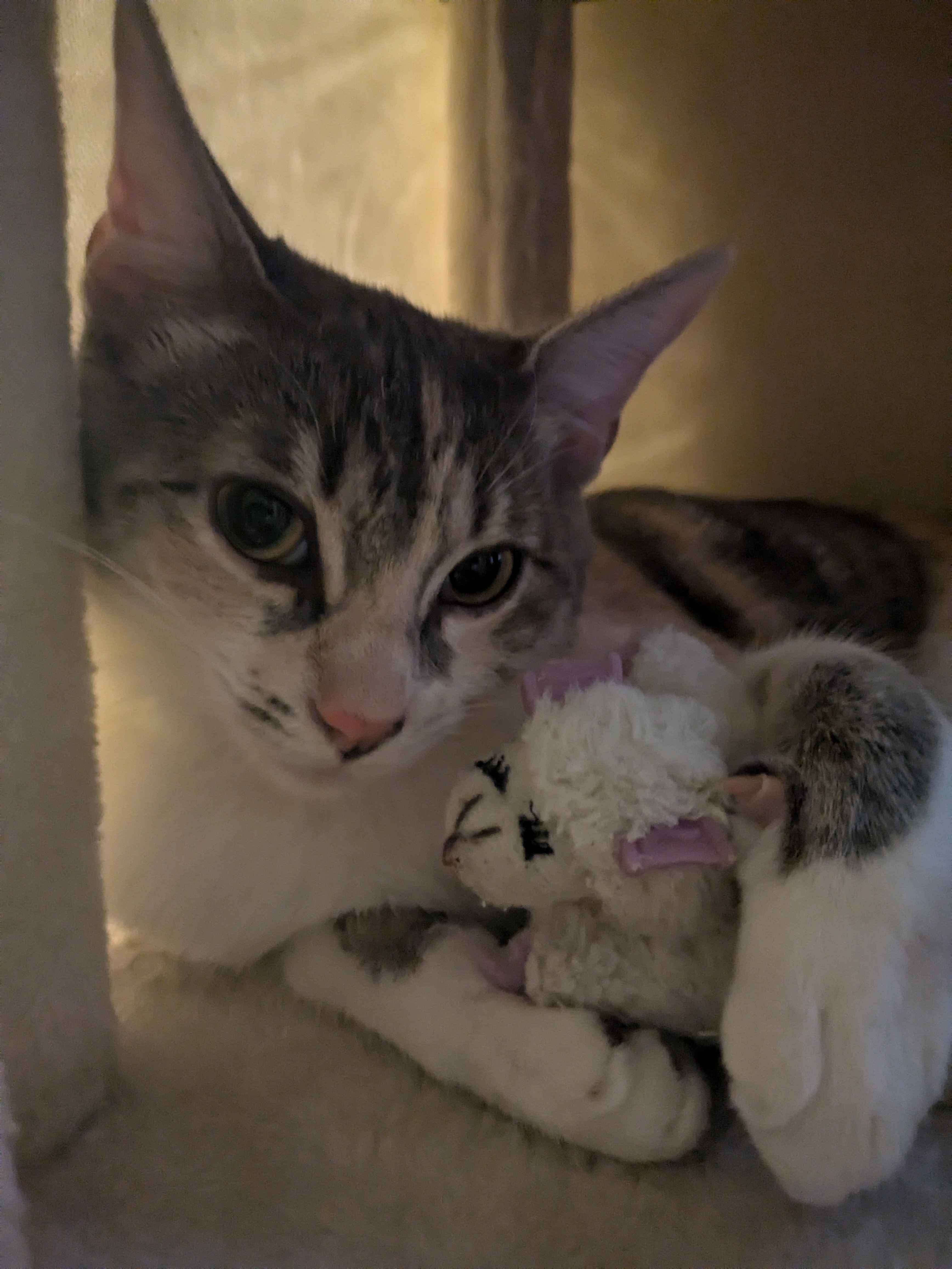 Minmo on her cat tree holding her Lambchop toy